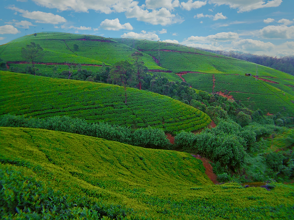TEA ESTATE